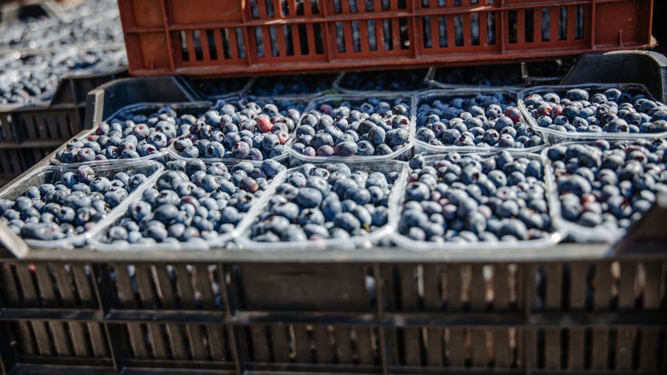 BUSINESS DE VANZARE Plantatie de afin din Romania