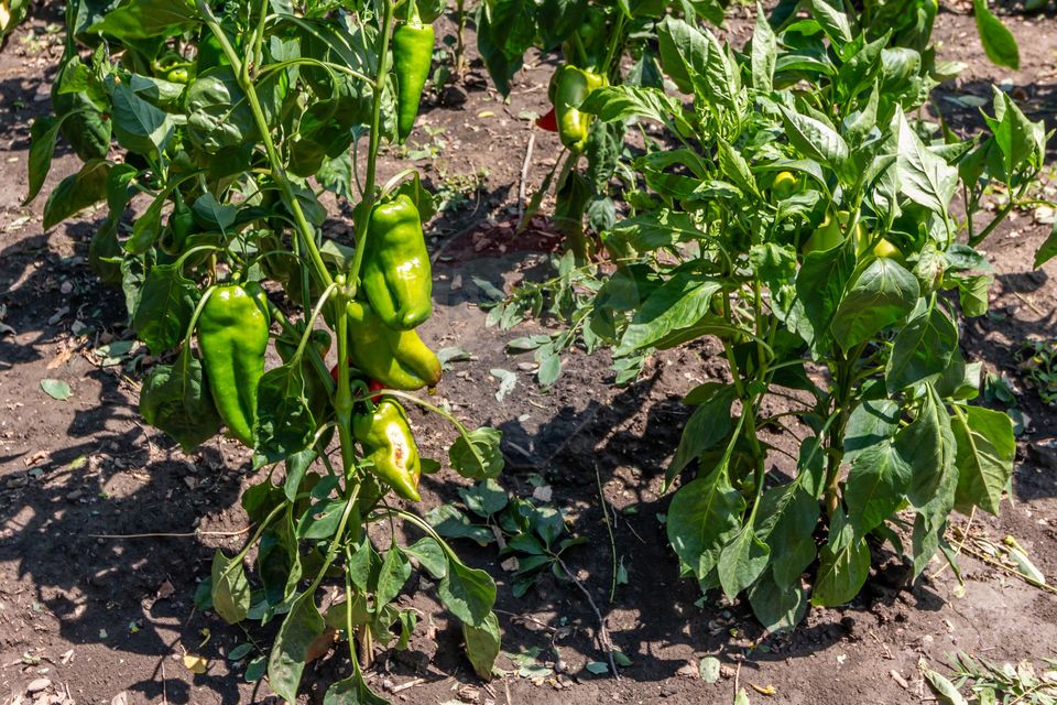 Casa+Laborator+ Teren 12.700 mp + casa de vacanta - Bolintin Vale