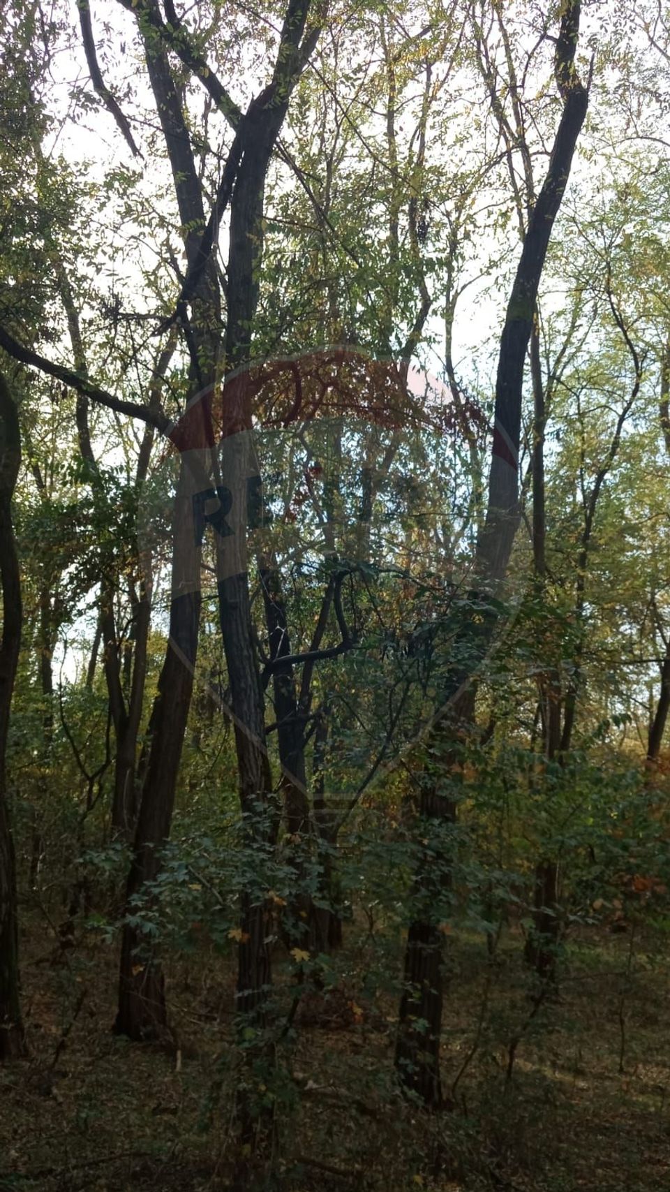 Teren forestier 15,618 mp Santimreu / com. Salard