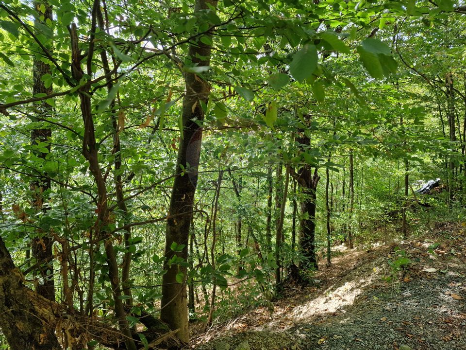 Teren extravilan de pădure,  Florești