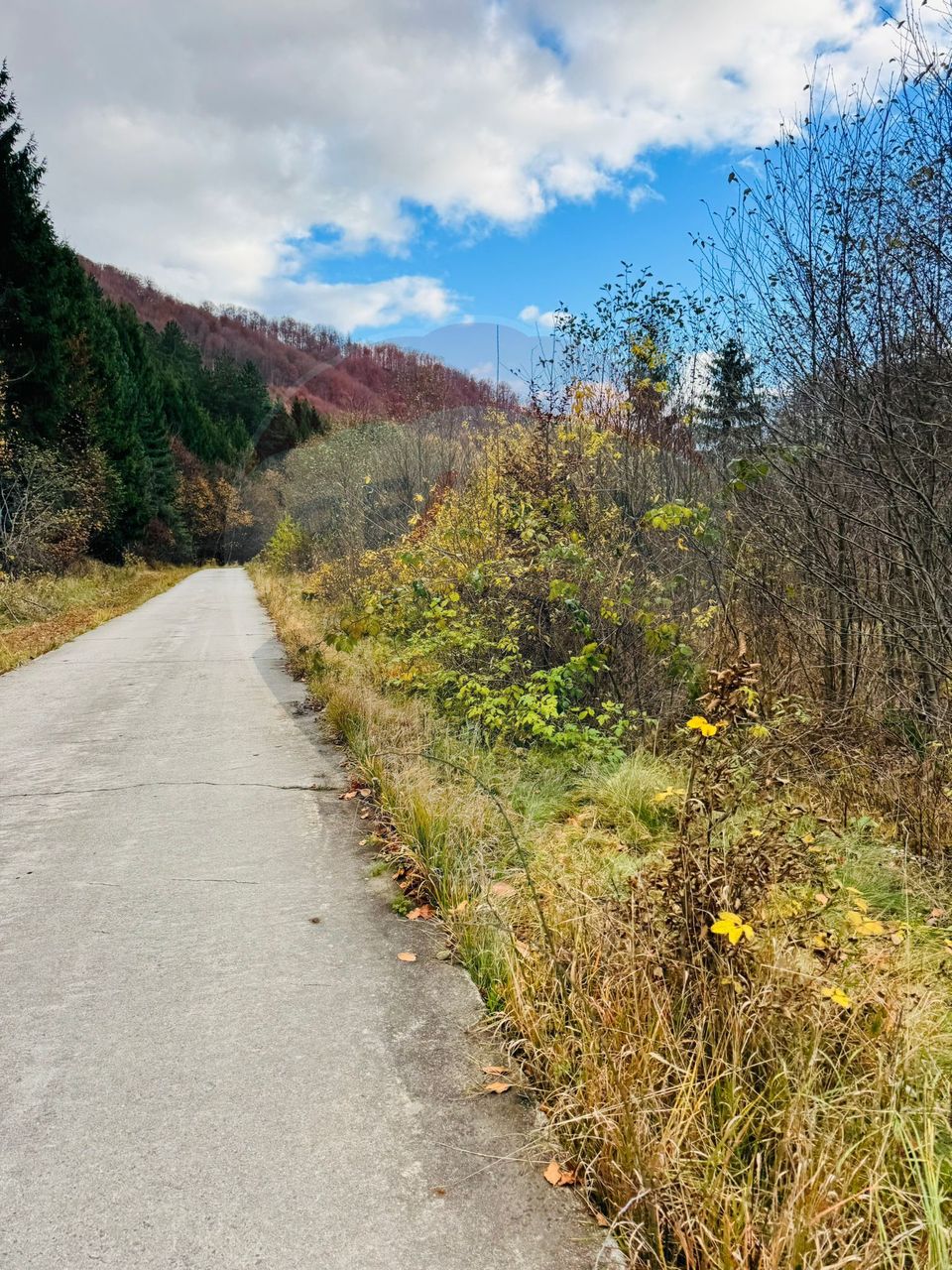 Teren 4,877mp Mara / Strada Principala