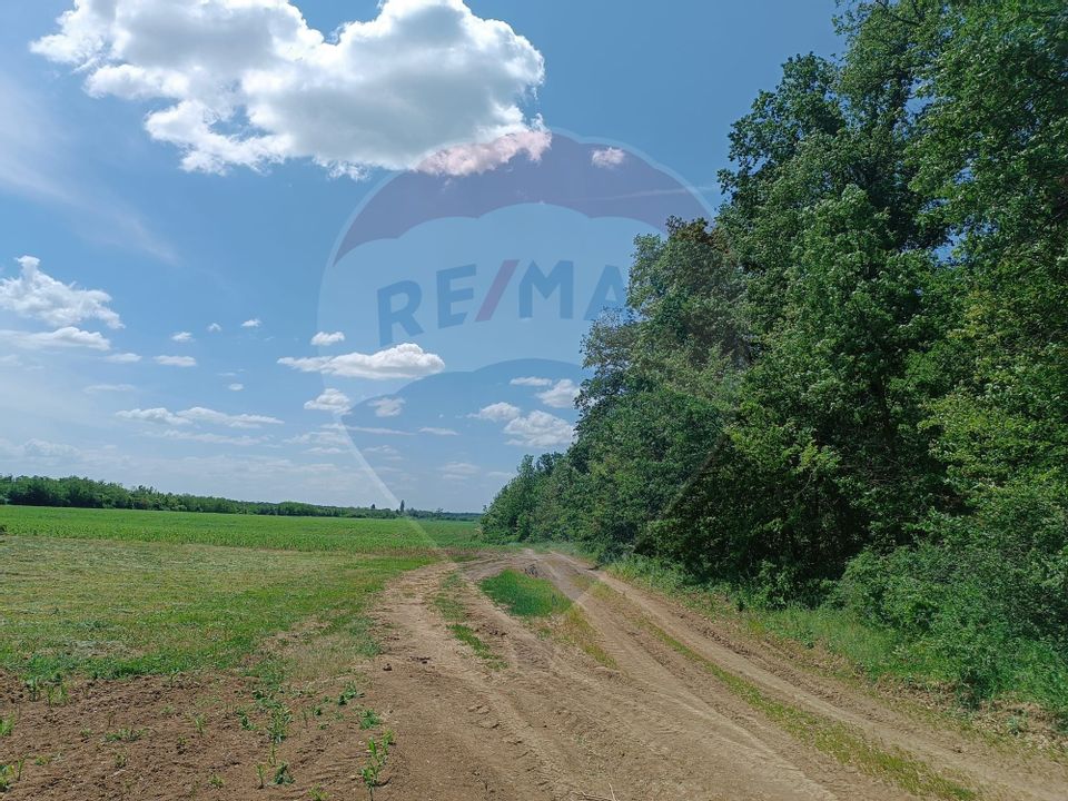 VANZARE teren intravilan agricol 5200 mp la padure Peris