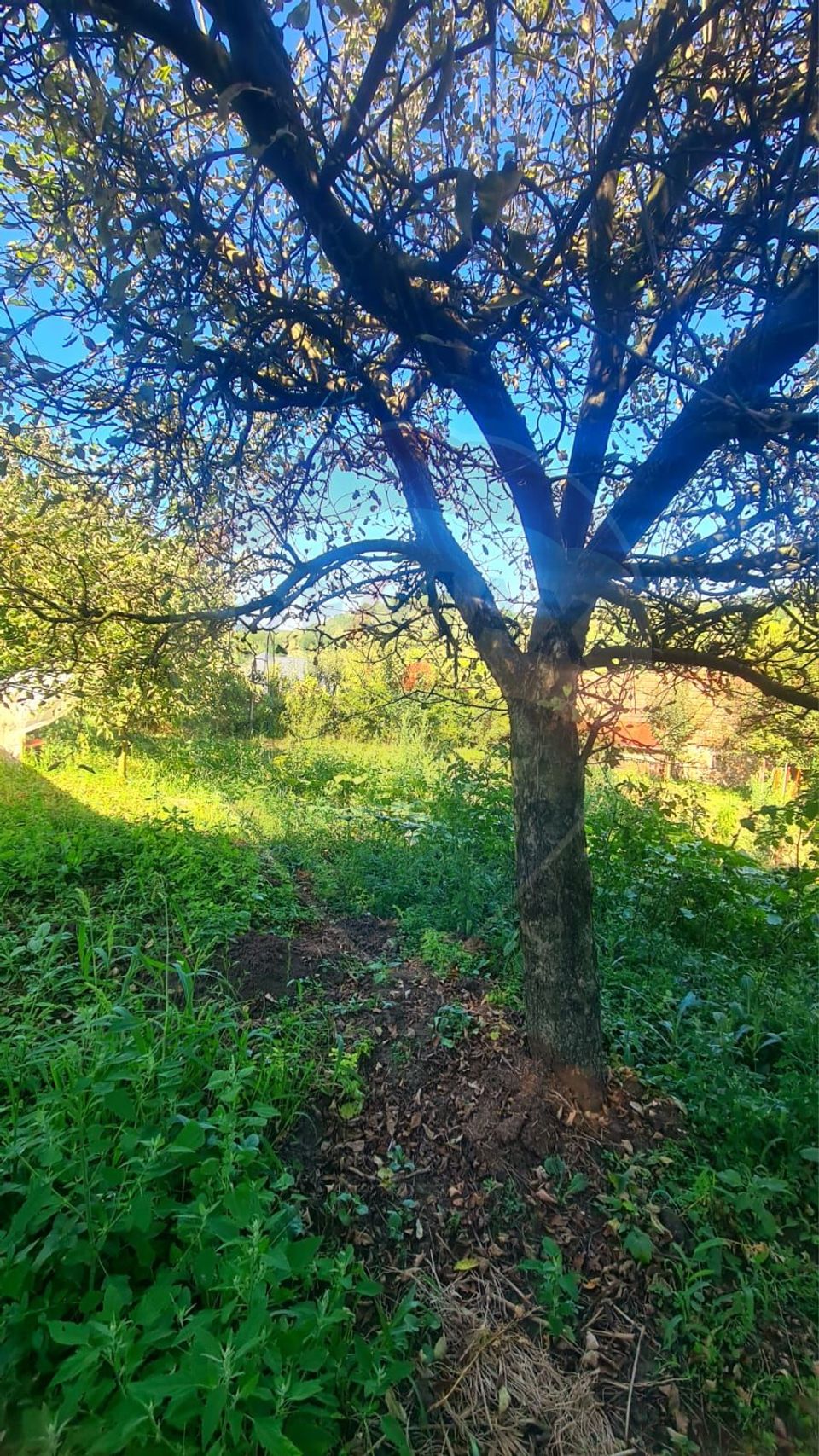 Casă de vanzare 170 mp, teren 1800 mp, Medias, cartier Vitrometan