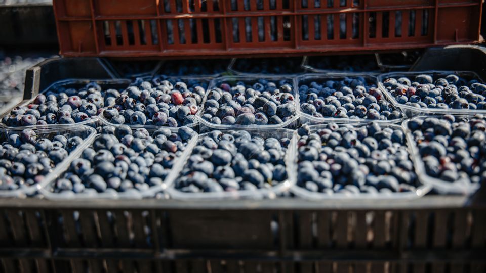 Land 27,720sqm Seini / Vest