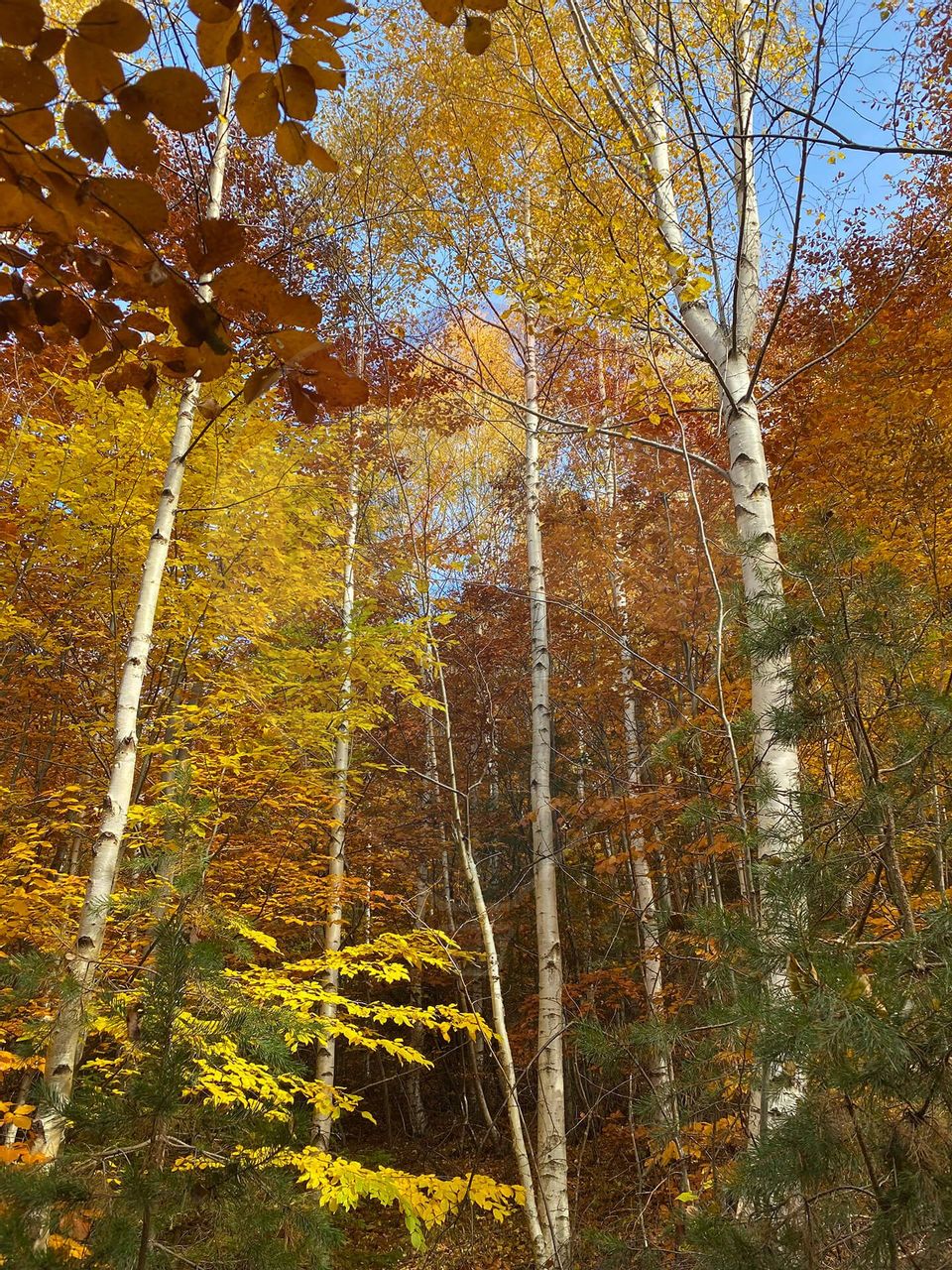 Guesthouse for sale | 12 rooms | Bisoca / Buzau