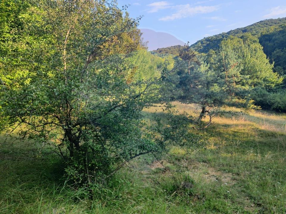 Poiană pentru cabana de vanzare intravilan Coas