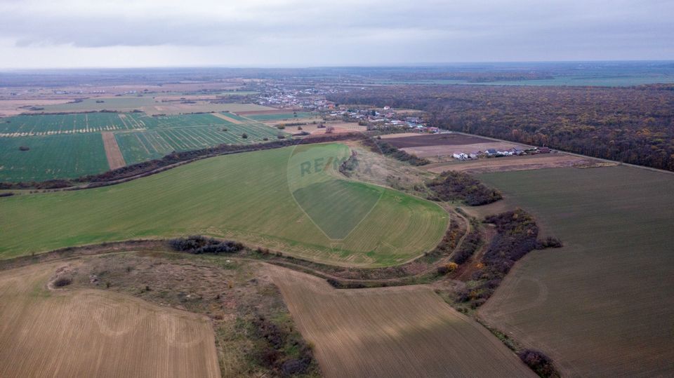 Land 310,000sqm Catunu (Berceni) / Intrarea tarla 17