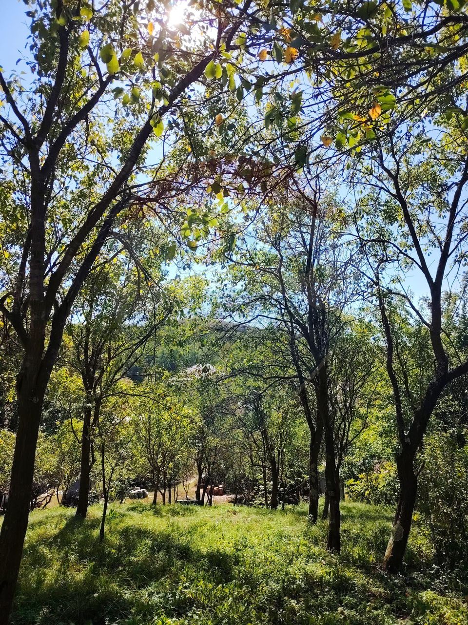 COMISION ZERO Teren de vanzare (30 AR) + casa veche din lemn