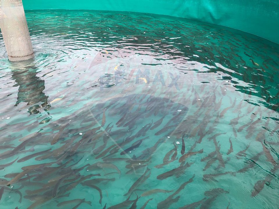 Pastravarie smart/ functionala/ Com.Rosia Bihor