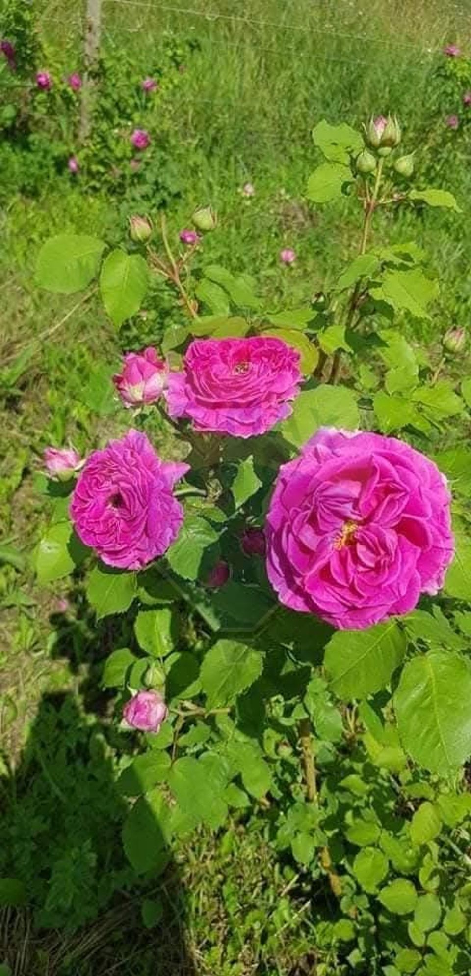 TEREN extravilan- 6 E/MP- CU PLANTATIE DE TRANDAFIRI! Teliu 7000mp