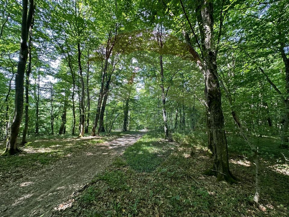 De vanzare - Teren cu padure în Cărbunari