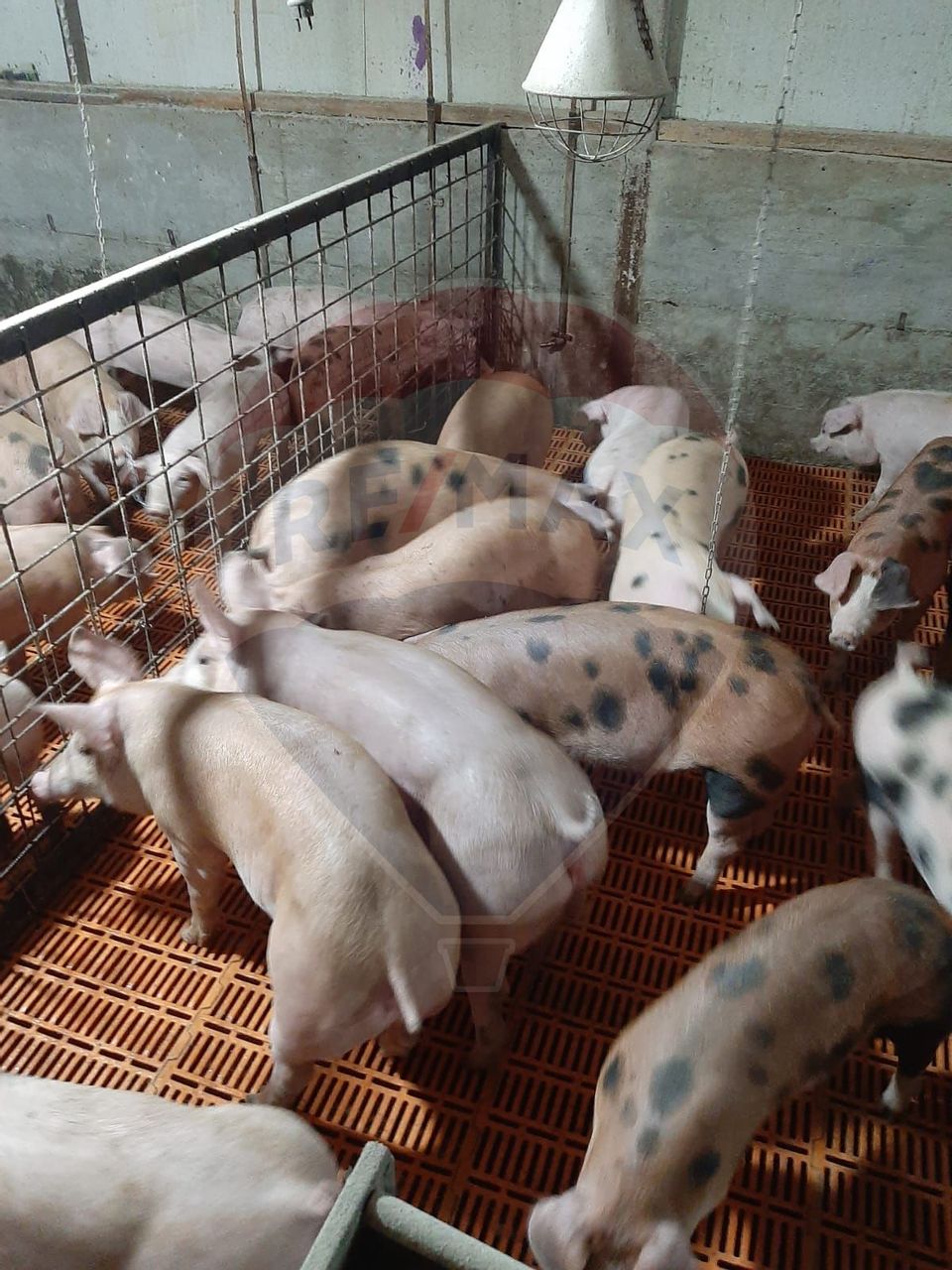 Afacere la cheie în creșterea porcinelor – Rona de Jos