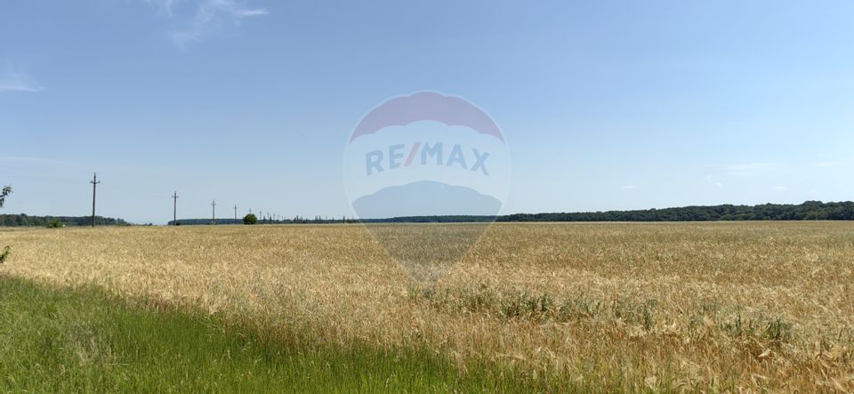 Land 10,535sqm Snagov / Strada Tarla 132