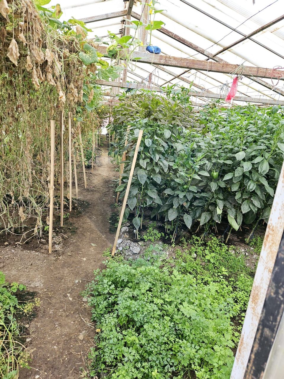 Casă / Vilă cu 5 camere de vânzare