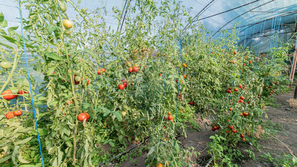 Domeniu 10000 mp de vanzare zona Valenii de Munte, Drajna