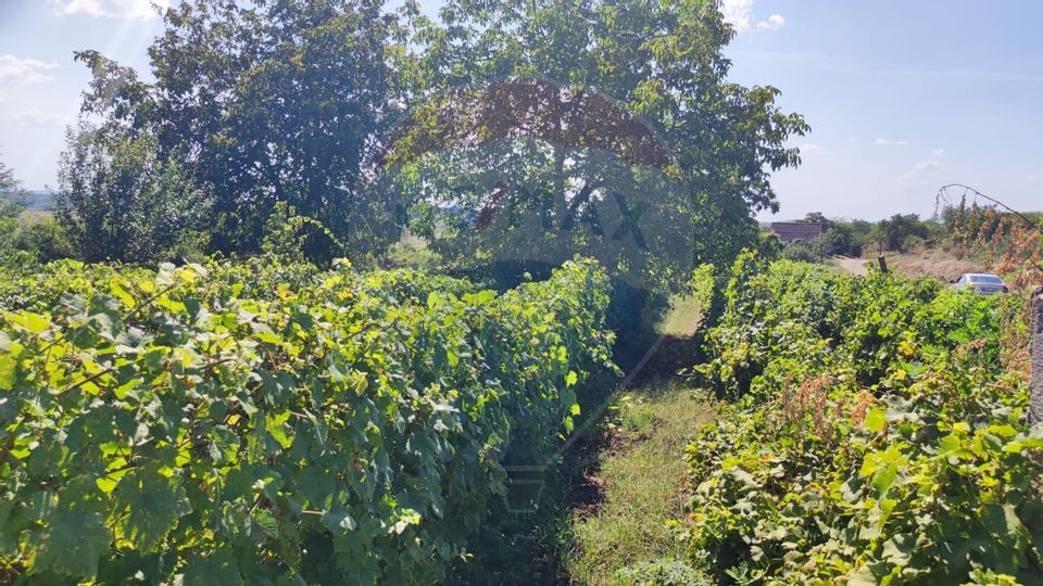 Loc de casa si teren cultivat cu vita de vie 1,28 Ha Santimreu Bihor