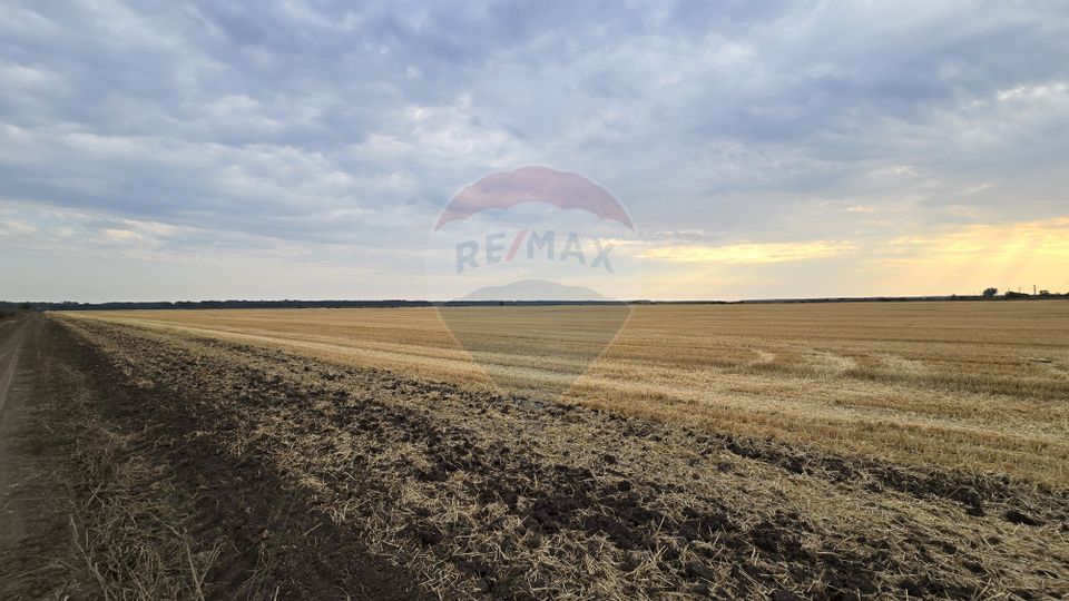 Teren intravilan Buftea, langa Padurea Mocanului