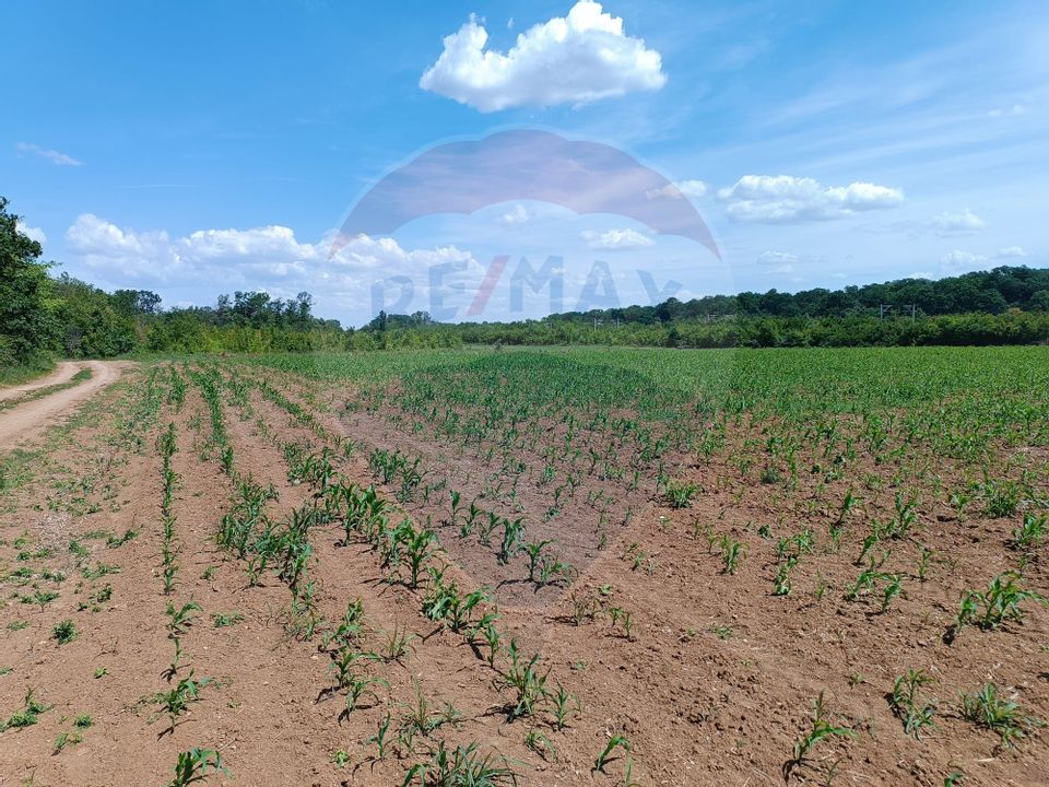 VANZARE teren intravilan agricol 5200 mp la padure Peris