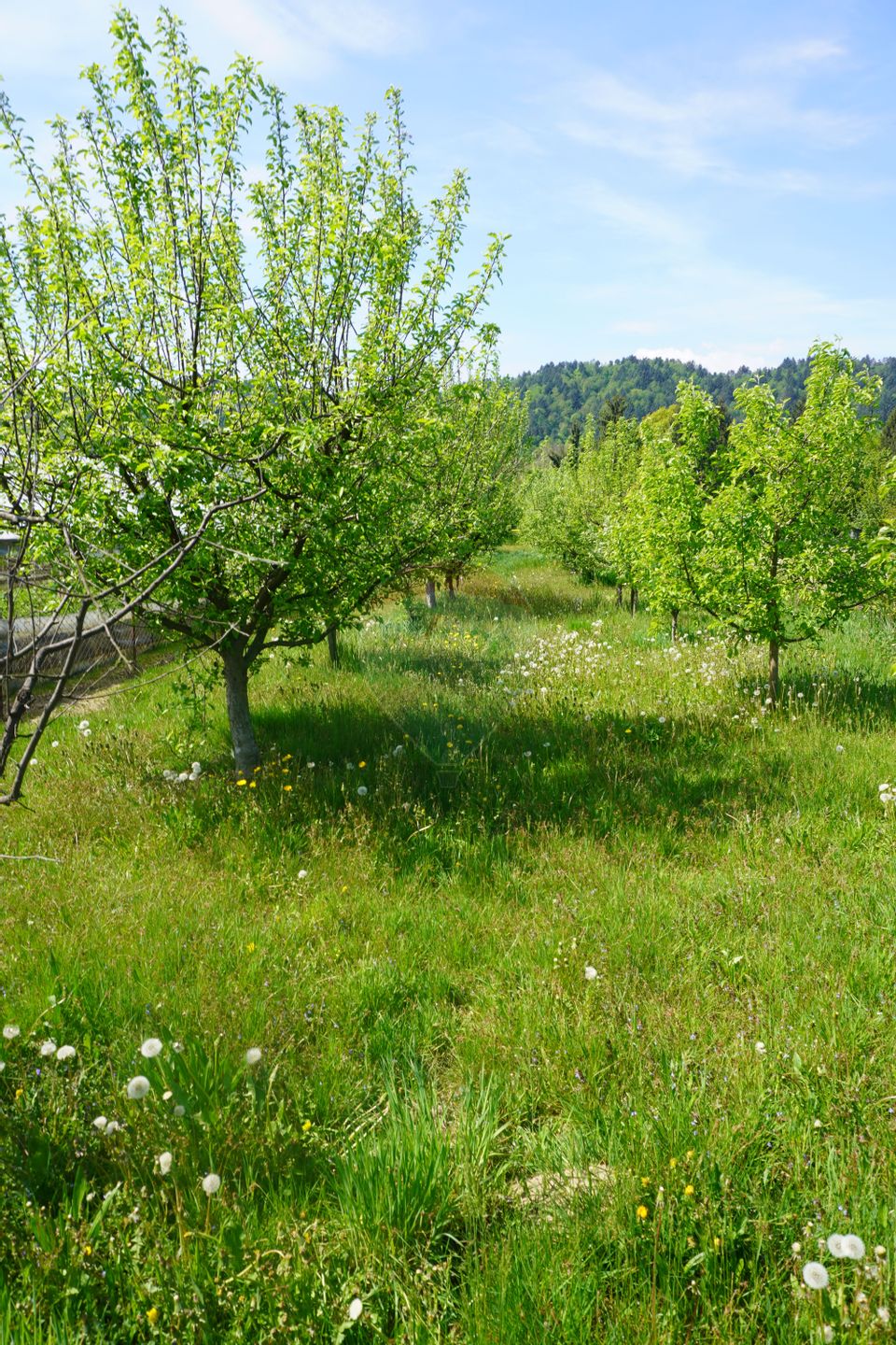 Teren 4,076mp Sarasau