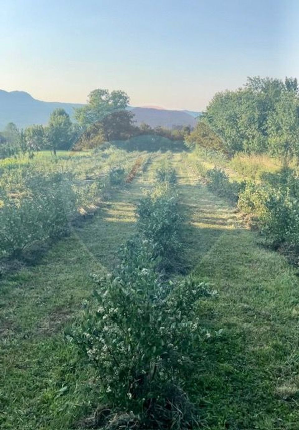 Land 6,900sqm Breb / Drumul dupa sat