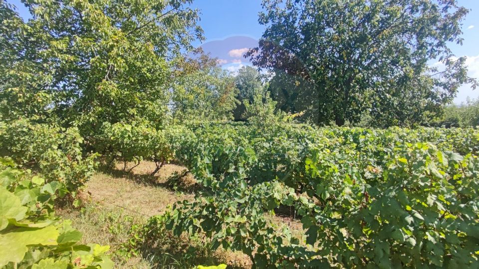 Loc de casa si teren cultivat cu vita de vie 1,28 Ha Santimreu Bihor