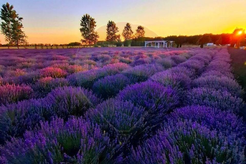 Oportunitate Investiție - Lavender Farm – Santăul Mic