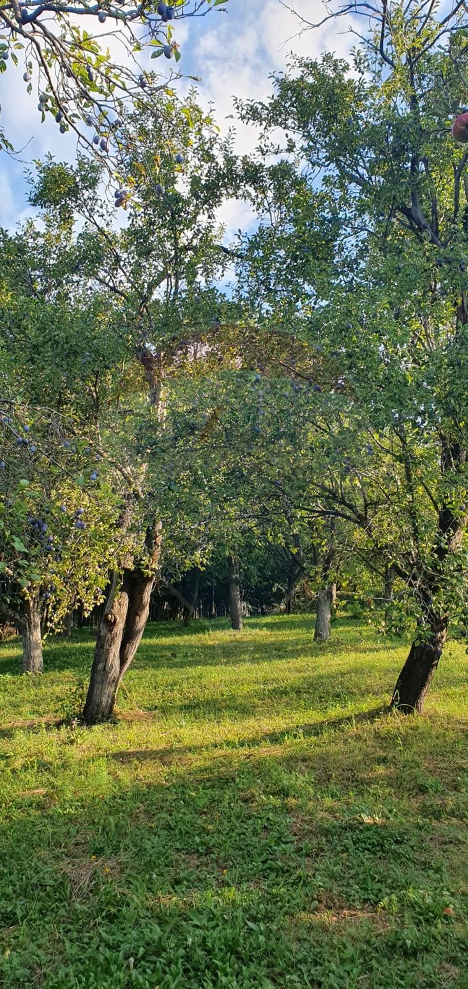 Teren 4,972mp Bertea / Strada Matraguni