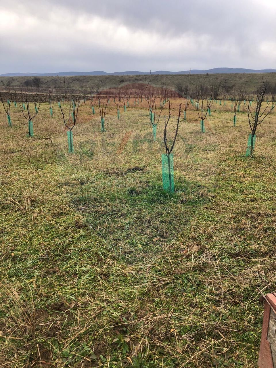 Land 6,000sqm Lugasu de Jos / Strada principala