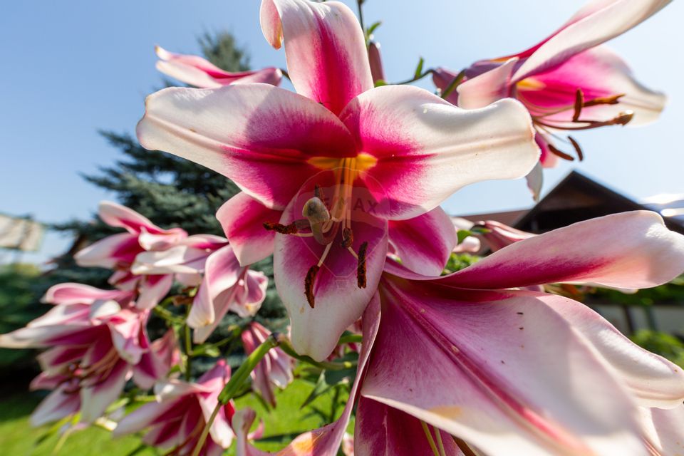 Casă spațioasă cu garaj dublu, foișor și curte amenajată