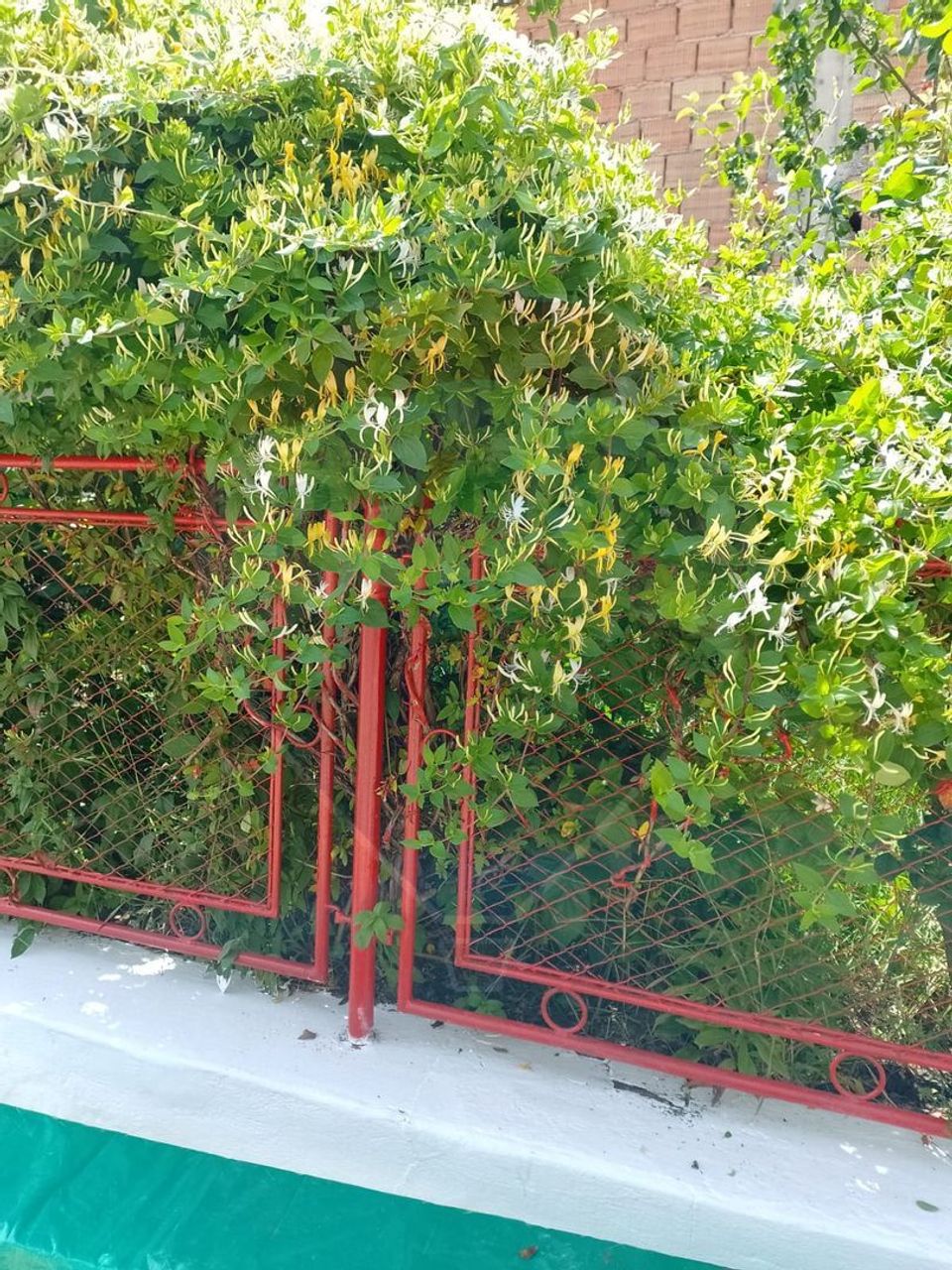 Casa cu 4 camere si gradina, Dacia 70 km de Brasov!