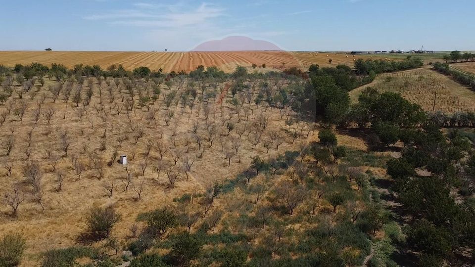 Teren si Ferma de vanzare in loc. Cobadin