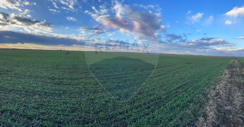 Land 10,800sqm Gruiu / None