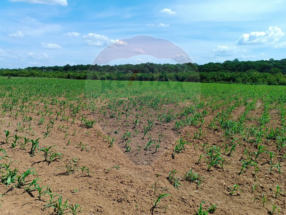 VANZARE teren intravilan agricol 5200 mp la padure Peris