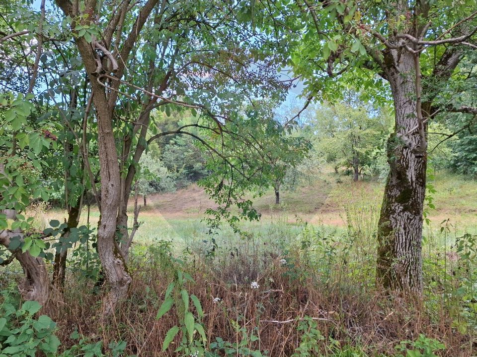 Land 990sqm Barzava / Soseaua Principala