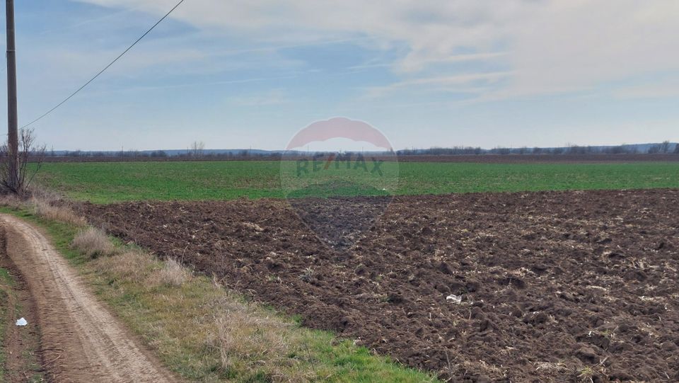 Teren 5,000mp Moara Vlasiei / None