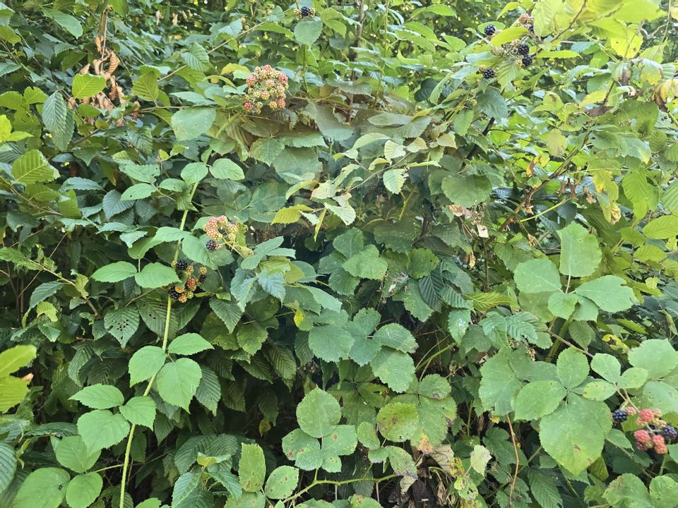 Teren 4,000mp Pascoaia / Soseaua Punctul Chiliilor