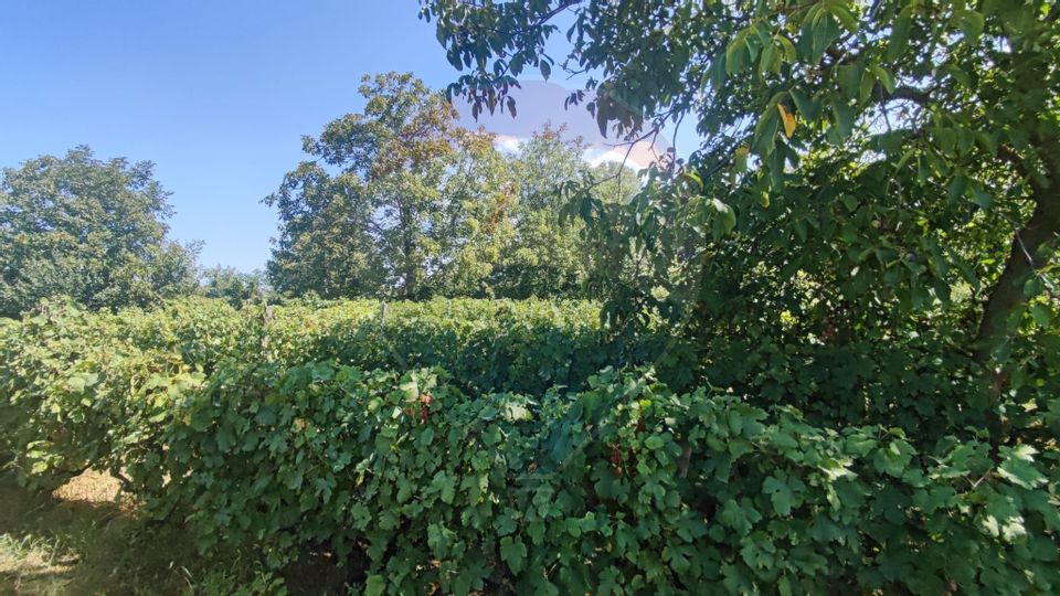 Loc de casa si teren cultivat cu vita de vie 1,28 Ha Santimreu Bihor