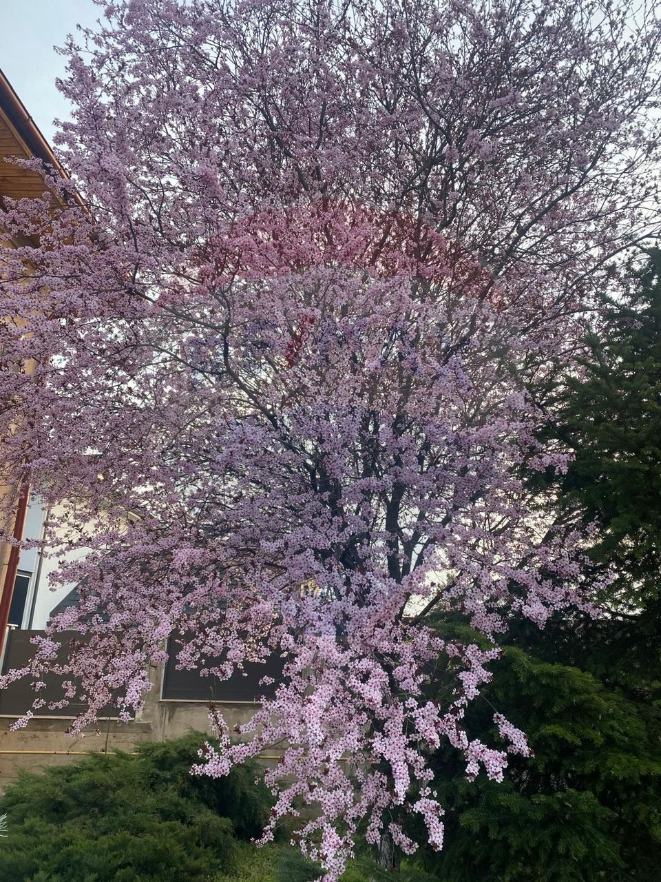 Villa for sale at the entrance to Mogosoaia, between two forests, lake