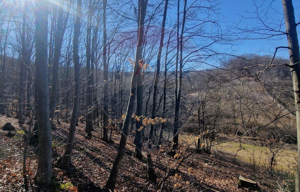 Land 4,985sqm Sascut / None