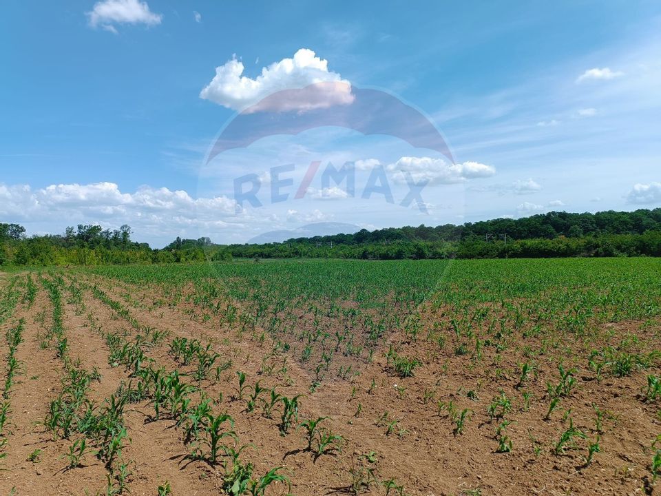 VANZARE teren intravilan agricol 5200 mp la padure Peris