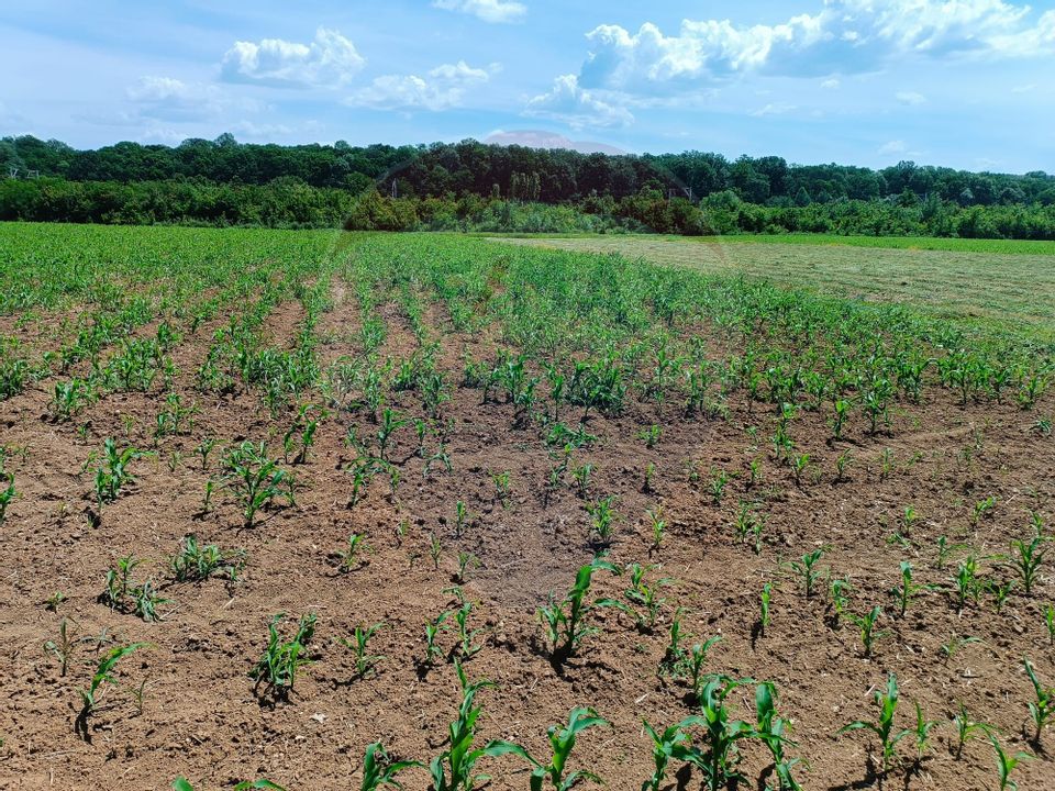 VANZARE teren intravilan agricol 5200 mp la padure Peris