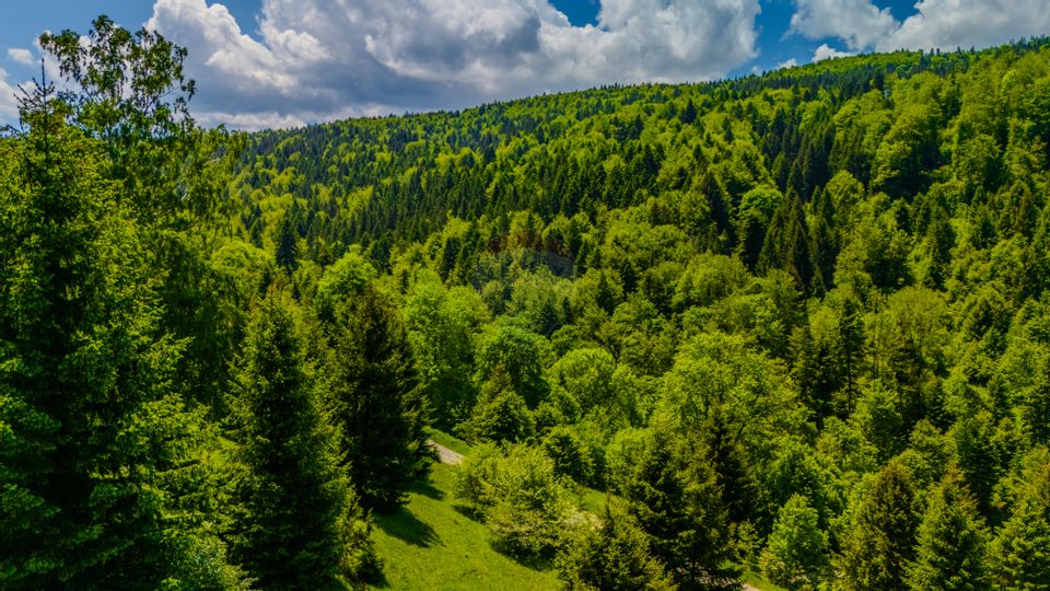 Teren extravlan 14,400mp Paraul Rece / Strada 3 brazi