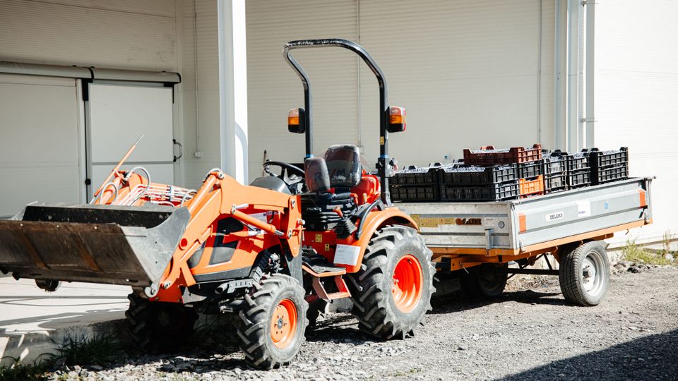 BUSINESS DE VANZARE Plantatie de afin din Romania