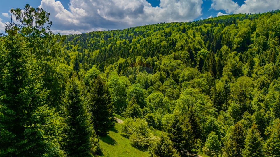 Teren extravlan 14,400mp Paraul Rece / Strada 3 brazi