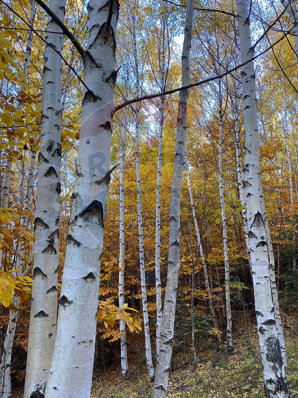 Guesthouse for sale | 12 rooms | Bisoca / Buzau