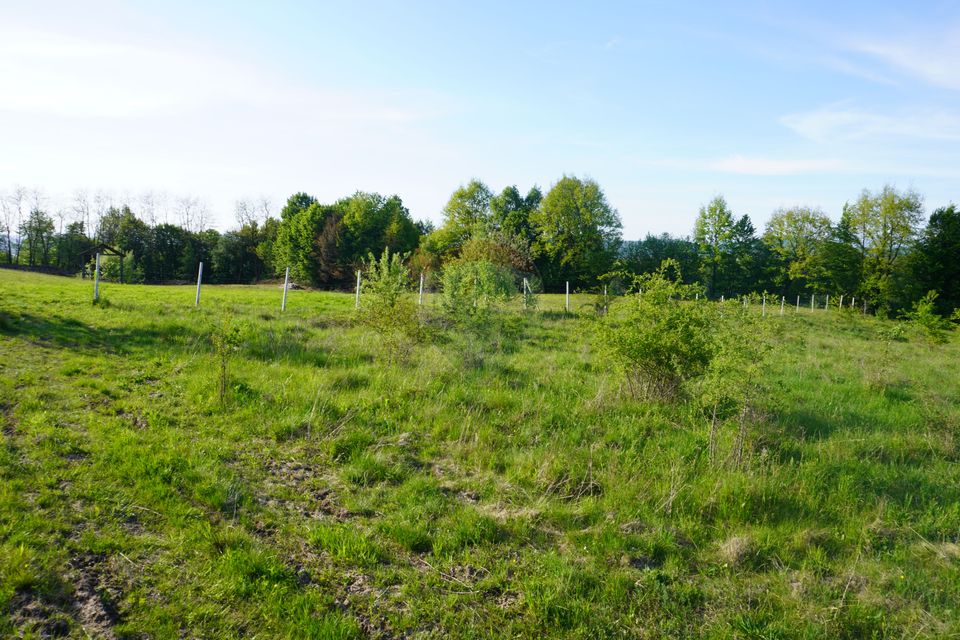 Land 38,592sqm Sighetu Marmatiei / Strada Mocăniței