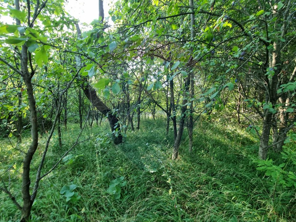 Teren cu Casa Veche in suprafata de 6000 mp, Breaza de Jos -Parcelabil