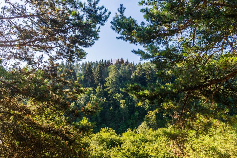 Land 10,000sqm Sacele / Soseaua Valea Doftanei