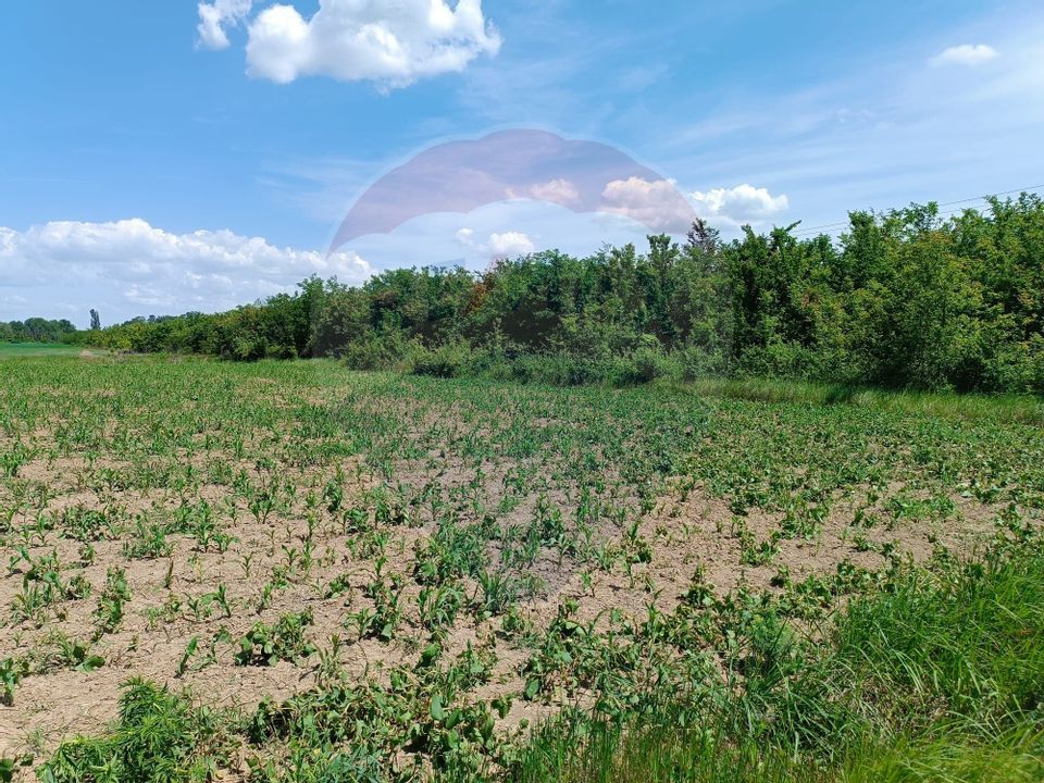 VANZARE teren intravilan agricol 5200 mp la padure Peris