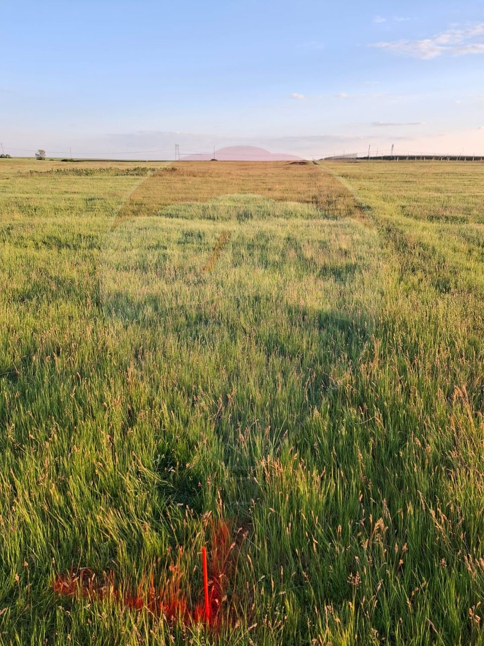 Land 11,000sqm Frumuseni / None